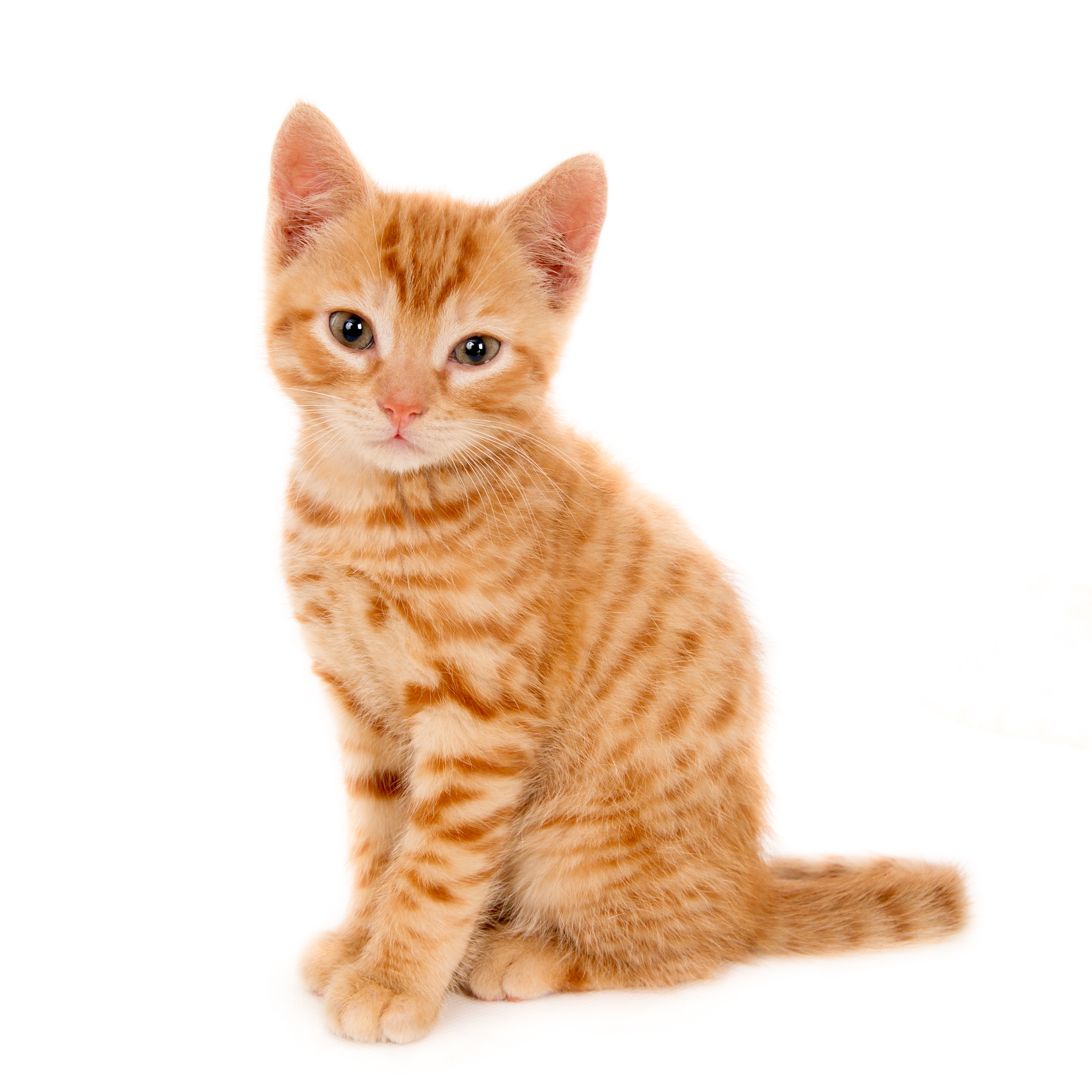 Gato.