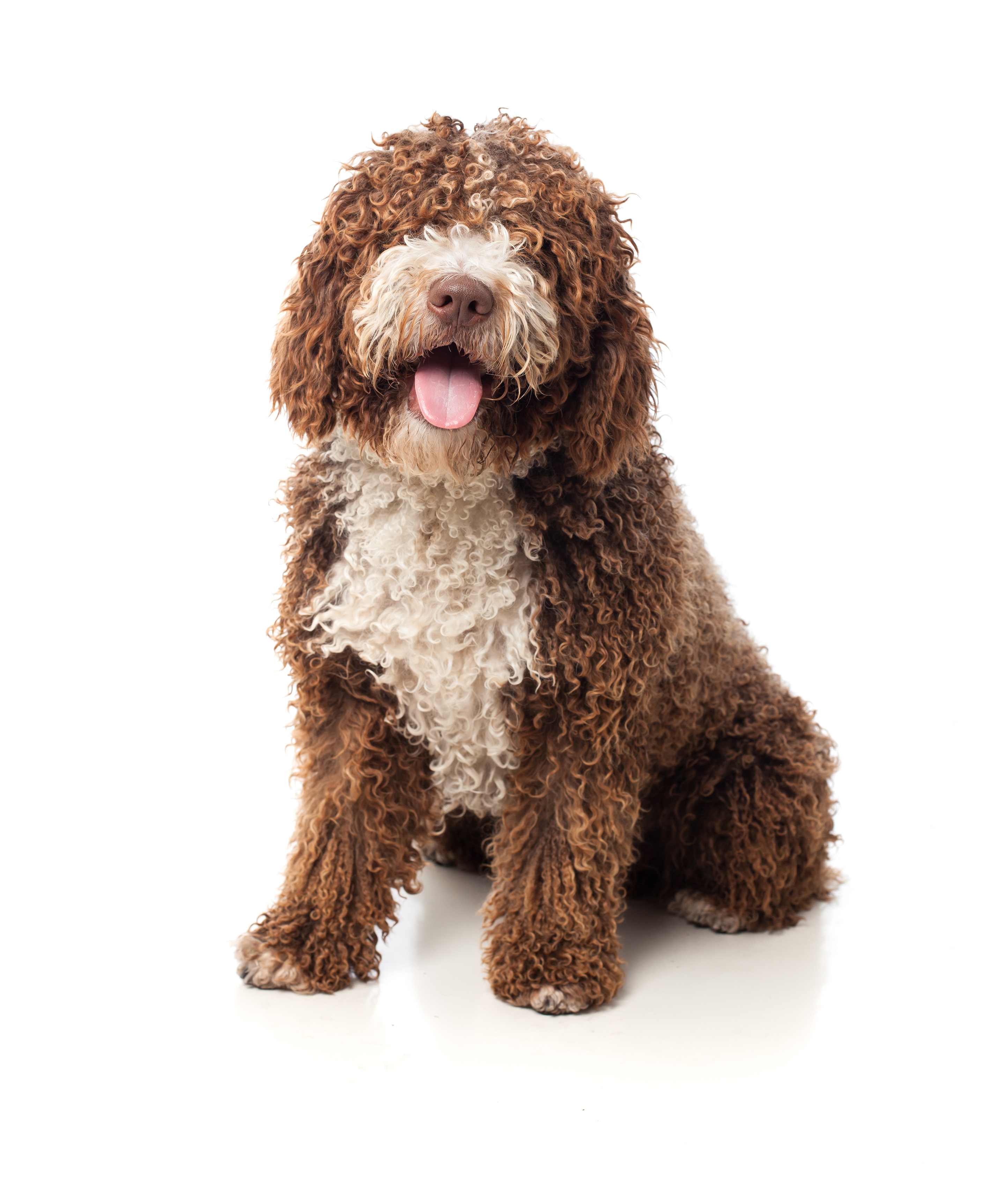 Cão.